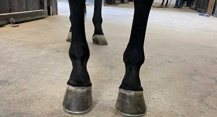Machine Made x RL Best Of Sudden Broodmare