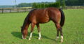 Makin Me Willy Wild Yearling Filly.