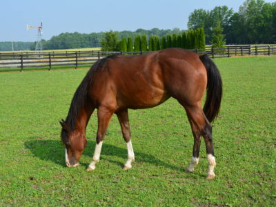 Makin Me Willy Wild Yearling Filly.
