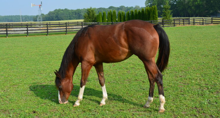 Makin Me Willy Wild Yearling Filly.