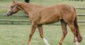 Stunning Double Heart Stoppin Yearling Filly