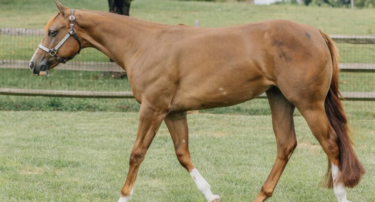 Stunning Double Heart Stoppin Yearling Filly