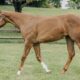 Stunning Double Heart Stoppin Yearling Filly