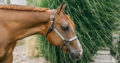 Stunning Double Heart Stoppin Yearling Filly