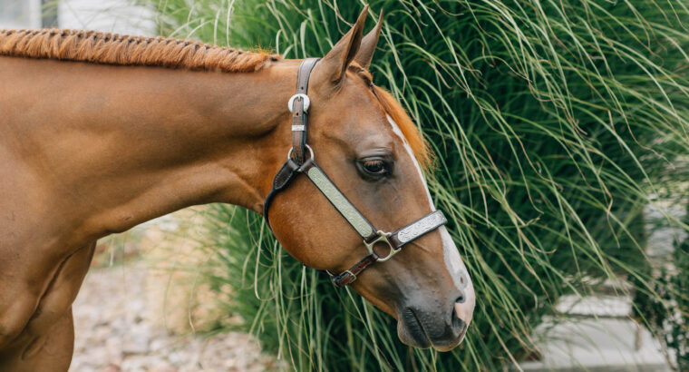 Stunning Double Heart Stoppin Yearling Filly