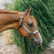 Stunning Double Heart Stoppin Yearling Filly