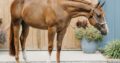Stunning Double Heart Stoppin Yearling Filly