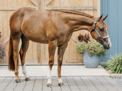 Stunning Double Heart Stoppin Yearling Filly