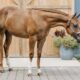 Stunning Double Heart Stoppin Yearling Filly