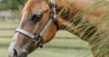Stunning Double Heart Stoppin Yearling Filly