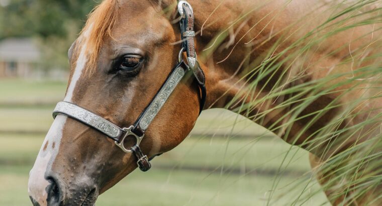 Stunning Double Heart Stoppin Yearling Filly
