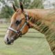 Stunning Double Heart Stoppin Yearling Filly