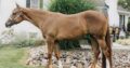 Stunning Double Heart Stoppin Yearling Filly