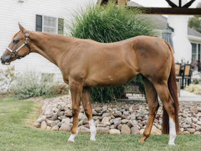 Stunning Double Heart Stoppin Yearling Filly
