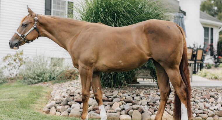 Stunning Double Heart Stoppin Yearling Filly