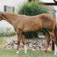 Stunning Double Heart Stoppin Yearling Filly