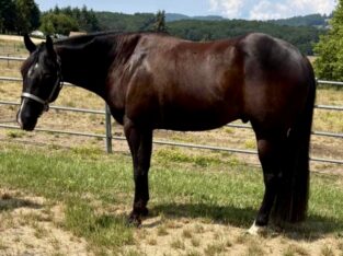 Fancy Makin Me Willy Wild 3YO Gelding