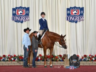 Novice Friendly AYA HUS Gelding
