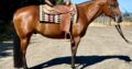 Bay All-Around Gelding