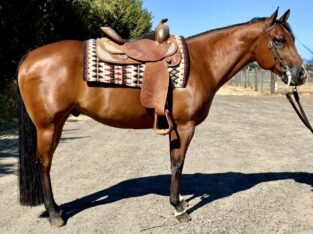 Bay All-Around Gelding