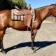 Bay All-Around Gelding