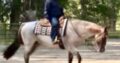 Pretty Roan Mare – Selling Broodmare Sound