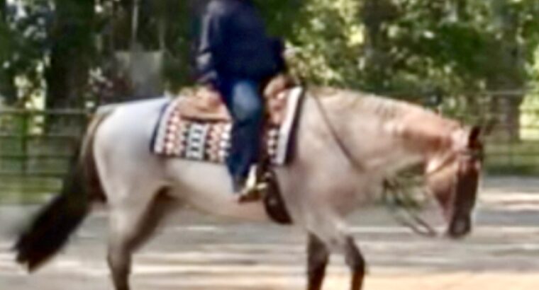 Pretty Roan Mare – Selling Broodmare Sound