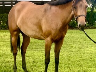 Fortunateson 2YO All-Around Prospect