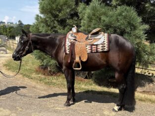 Handsome black Makin Me Willy Wild gelding