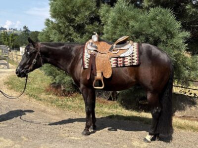 Handsome black Makin Me Willy Wild gelding