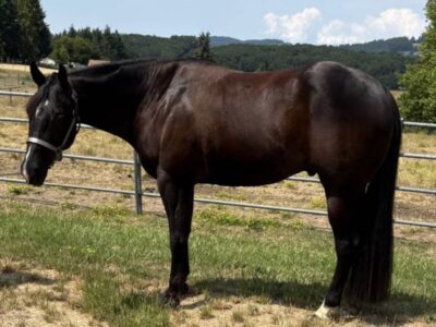 Handsome black Makin Me Willy Wild gelding