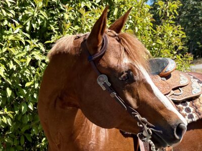 Gorgeous double VS Code Blue all around mare