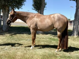 Fancy red roan AQHA western pleasure prospect