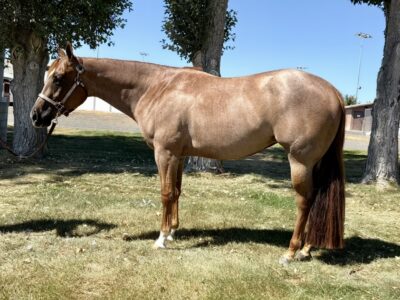 Fancy red roan AQHA western pleasure prospect