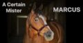 2011 All Around AQHA Gelding