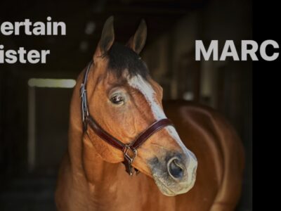 2011 All Around AQHA Gelding