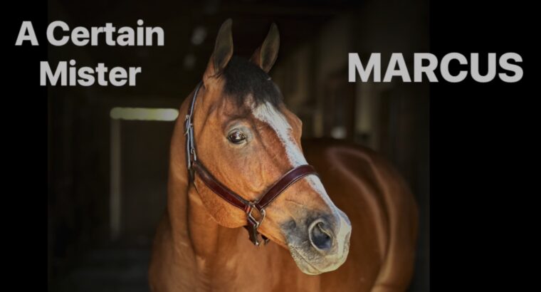 2011 All Around AQHA Gelding