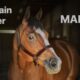 2011 All Around AQHA Gelding