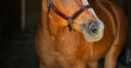 2011 All Around AQHA Gelding