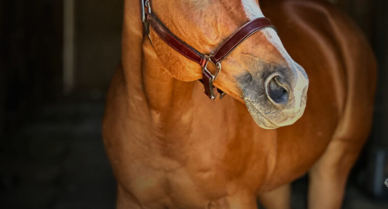 2011 All Around AQHA Gelding