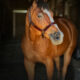 2011 All Around AQHA Gelding