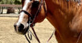 2011 All Around AQHA Gelding