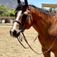 2011 All Around AQHA Gelding