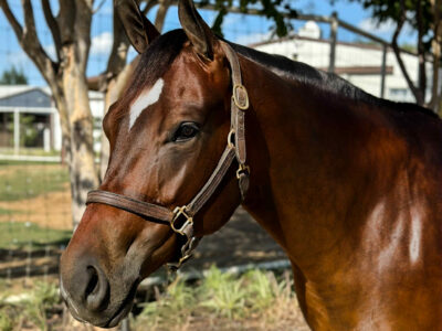 Gorgeous Double Makin Me Willy Wild Gelding
