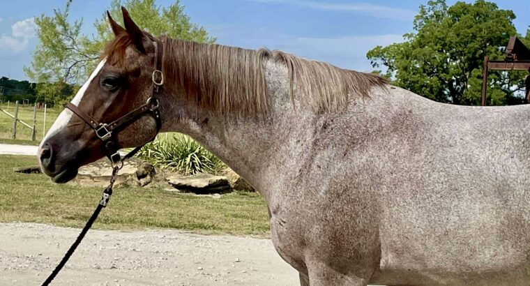 Pretty Roan Mare – Selling Broodmare Sound