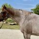 Pretty Roan Mare – Selling Broodmare Sound