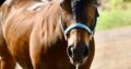 Machine Made x RL Best Of Sudden Broodmare