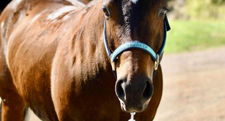 Machine Made x RL Best Of Sudden Broodmare