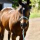 Machine Made x RL Best Of Sudden Broodmare