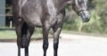 Pretty Roan Mare – Selling Broodmare Sound